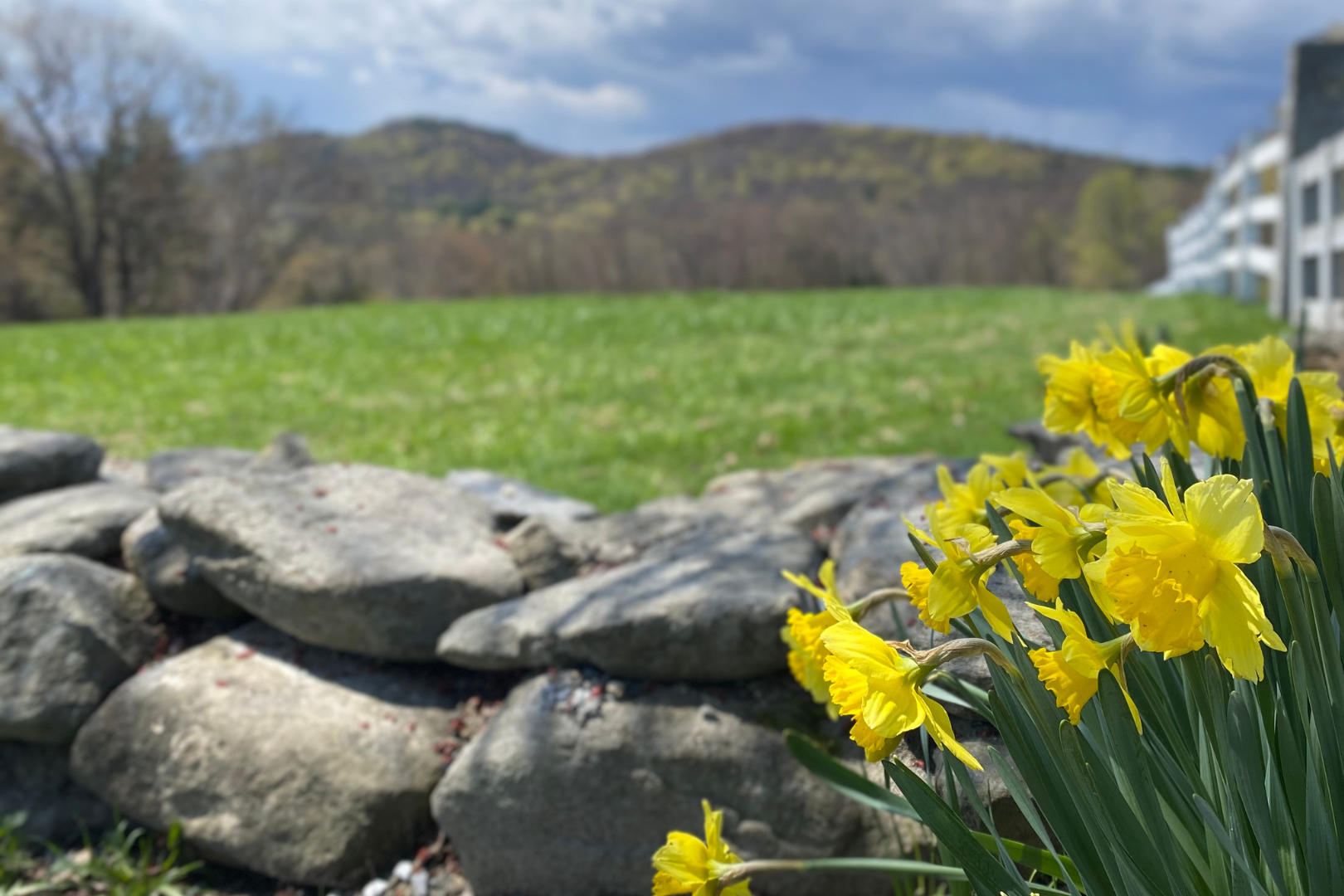 daffodil mountain fence